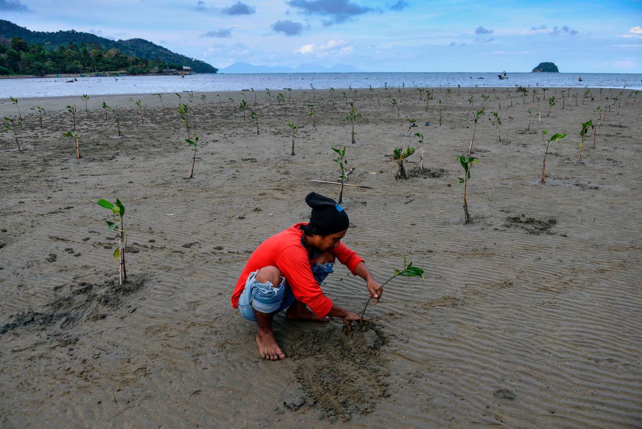 In de Indonesische provincie Atjeh wordt een nieuw mangrovebos aangelegd om overstromingen te voorkomen.
