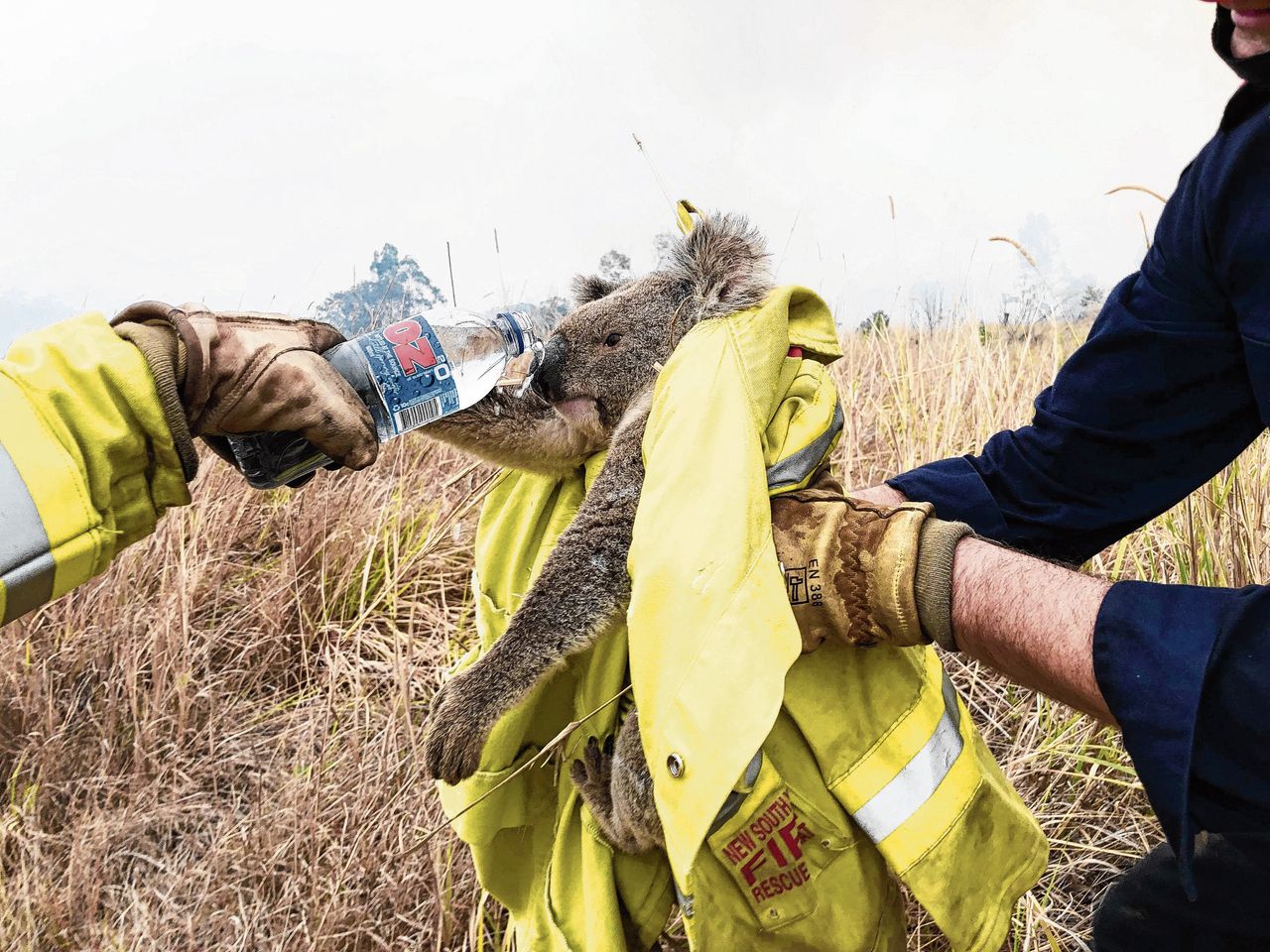 Brandweermensen geven een geredde koala water. Koala’s hebben erg te lijden onder ontbossing en bosbranden.
