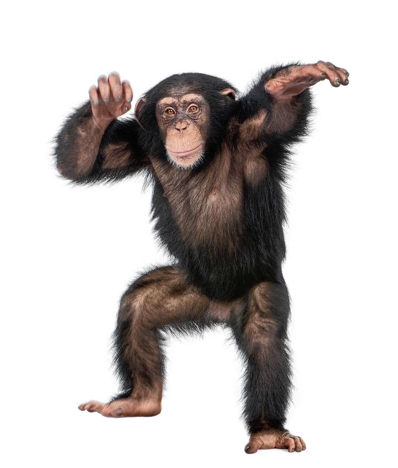 Dansende chimpansee.