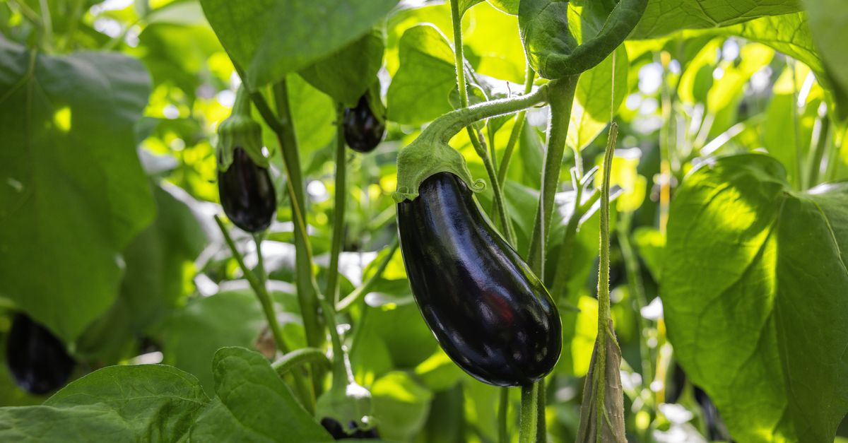Pesticidenorm voor groente- en fruitteelt meestal niet overschreden