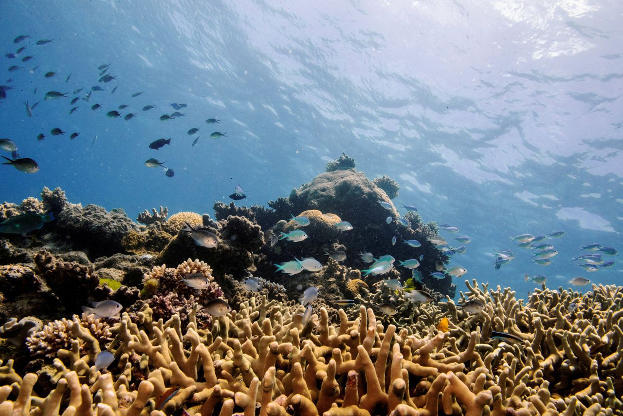 Het Australische Groot Barrièrerif wordt bedreigd door klimaatverandering.