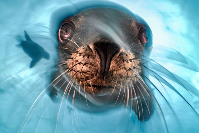 Een nieuwsgierige zeeleeuw voor de kust van Baja California (Mexico).