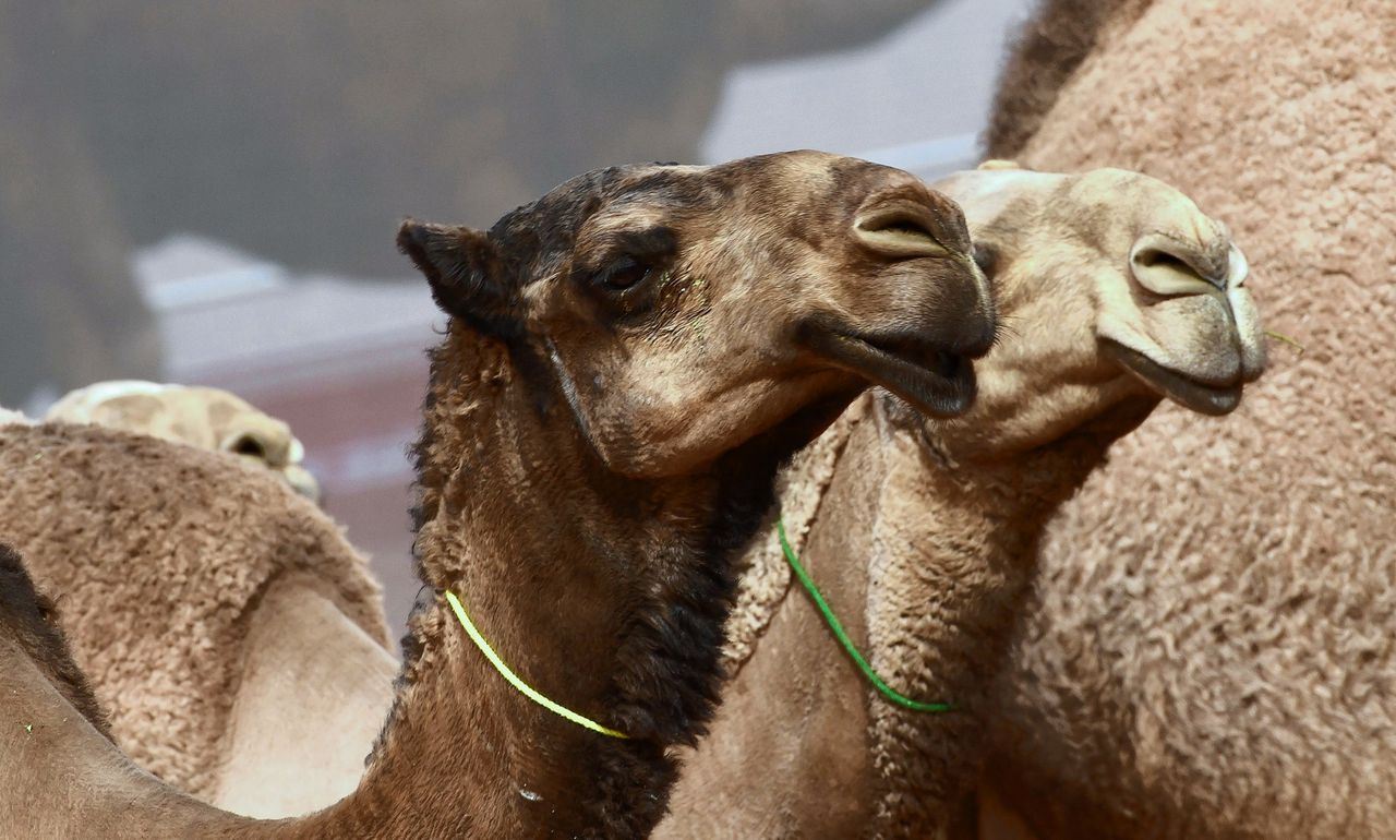Bij de schoonheidswedstrijd voor kamelen is botox verboden 