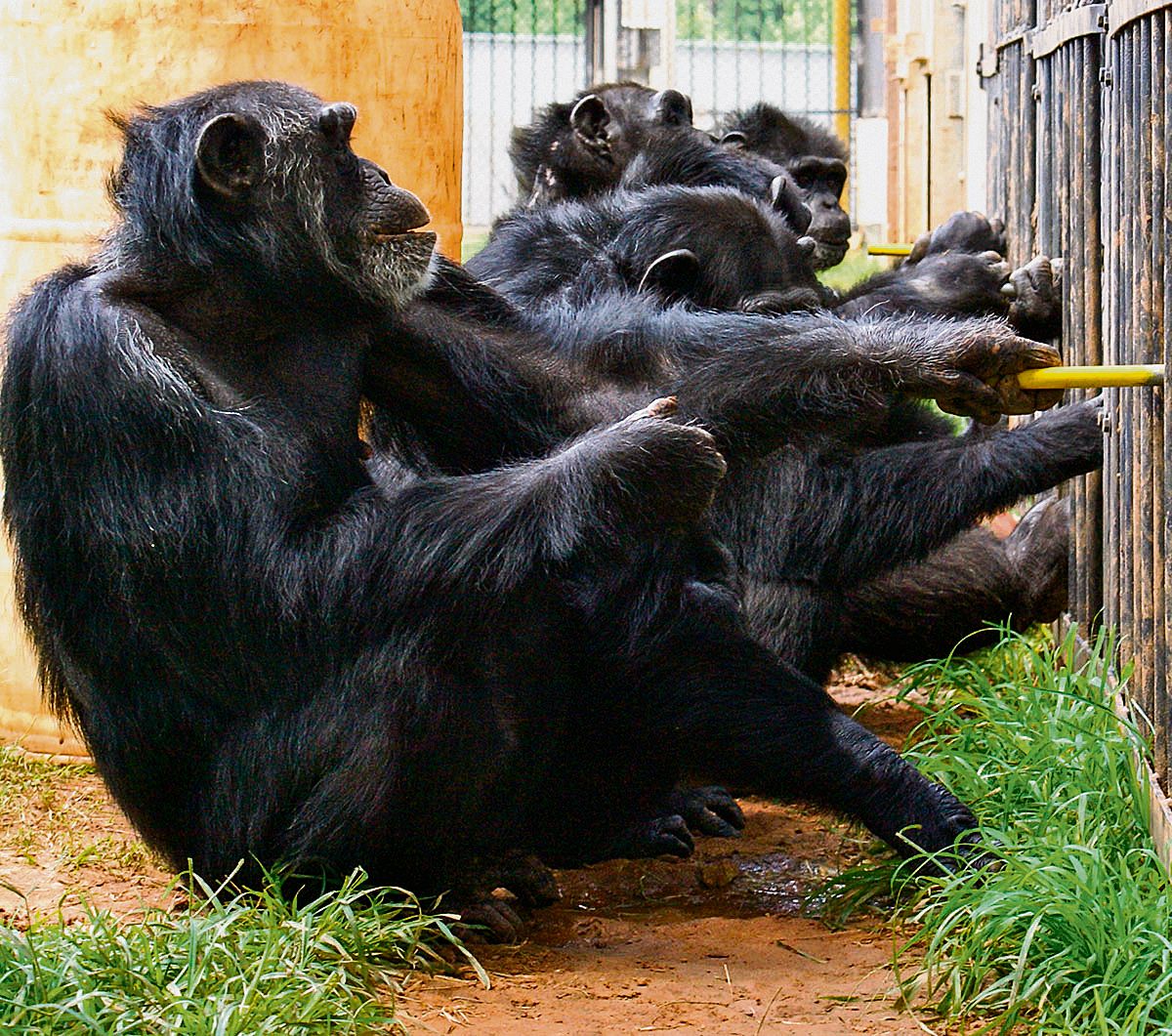 Samenwerking bij de chimps. Drie dieren trekken gezamenlijk aan een trekstang, twee kijken er toe.