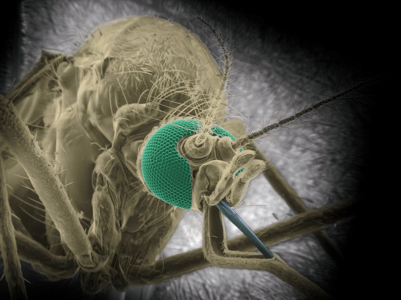 Mug gaat vaker bijten als-ie met denguevirus is besmet 