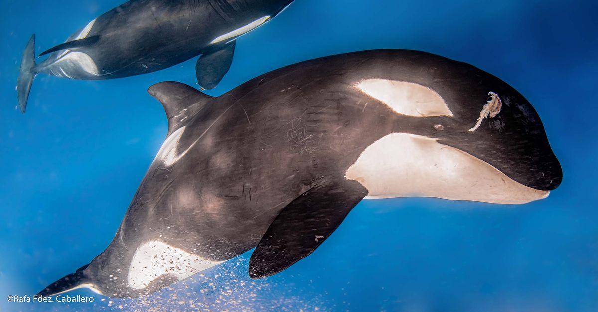 Een orka ramt normaal echt geen zeilboot