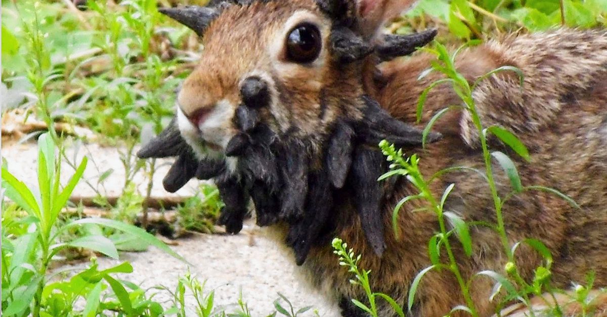 Colorado Rabbits Afflicted by Virus Leading to Black Bulges on Skin