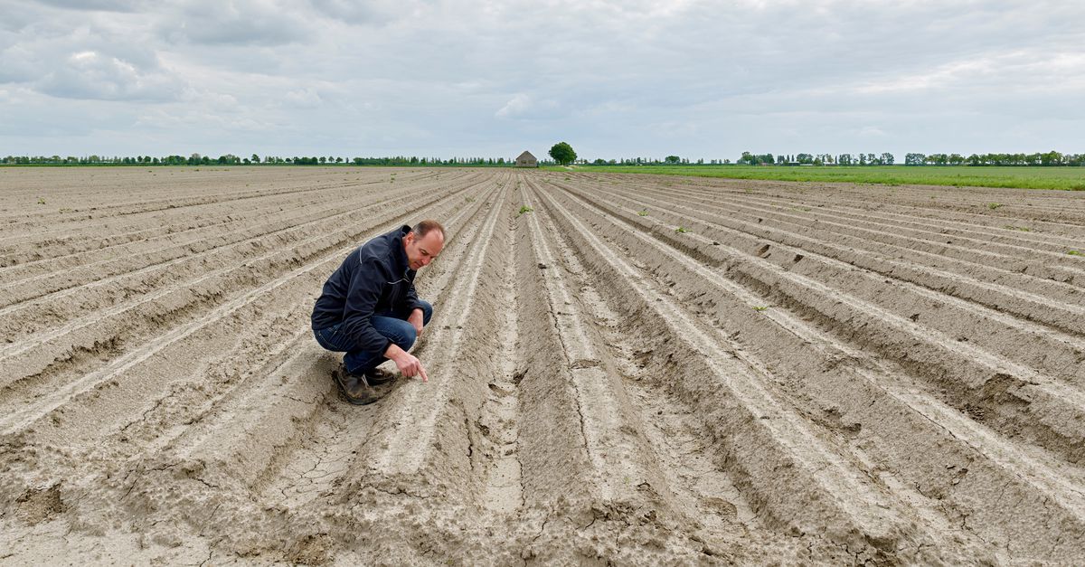 Droogte dwingt Zeeuwse boeren tot creatieve oplossingen, zoals sproeien met het spoelwater van Bavaria’s bierflesjes