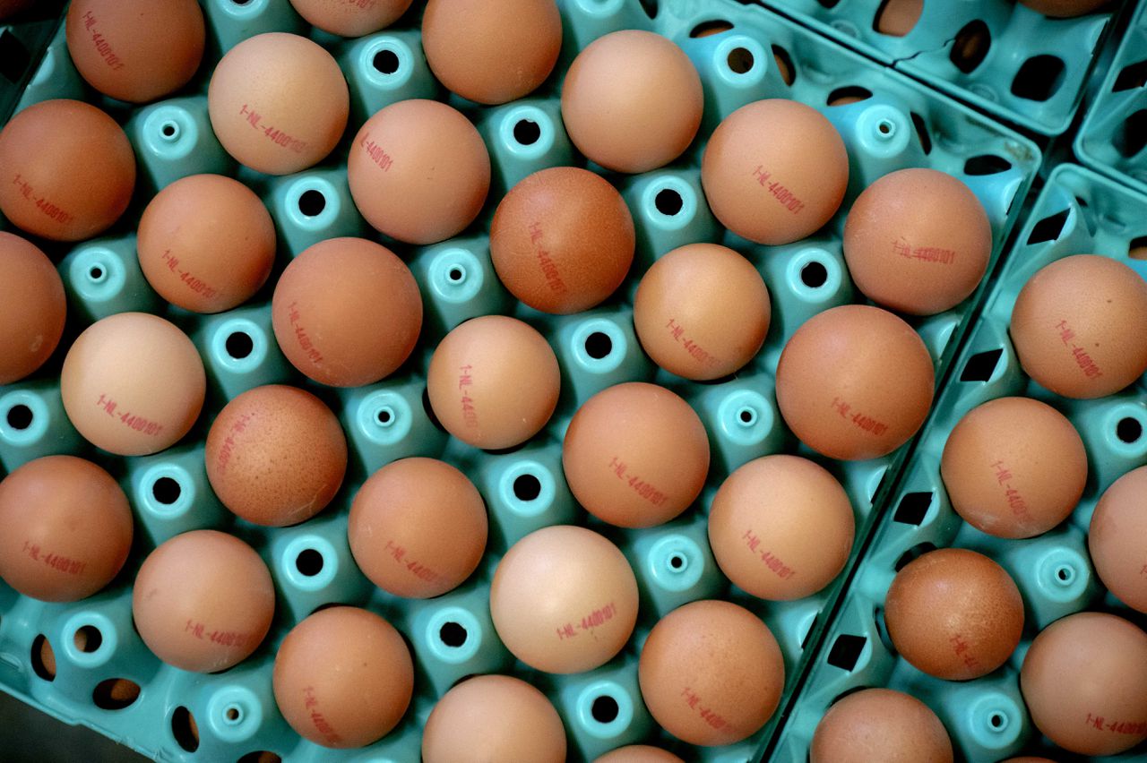 Commerciële pluimveehouders moeten hun kippen voorlopig binnenhouden.
