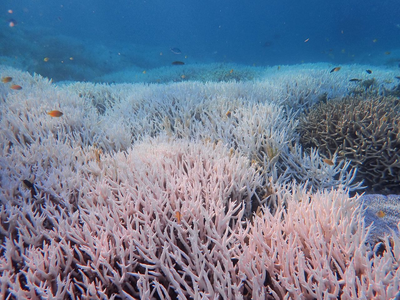 Het koraal verbleekt, het Great Barrier Reef dreigt af te sterven 