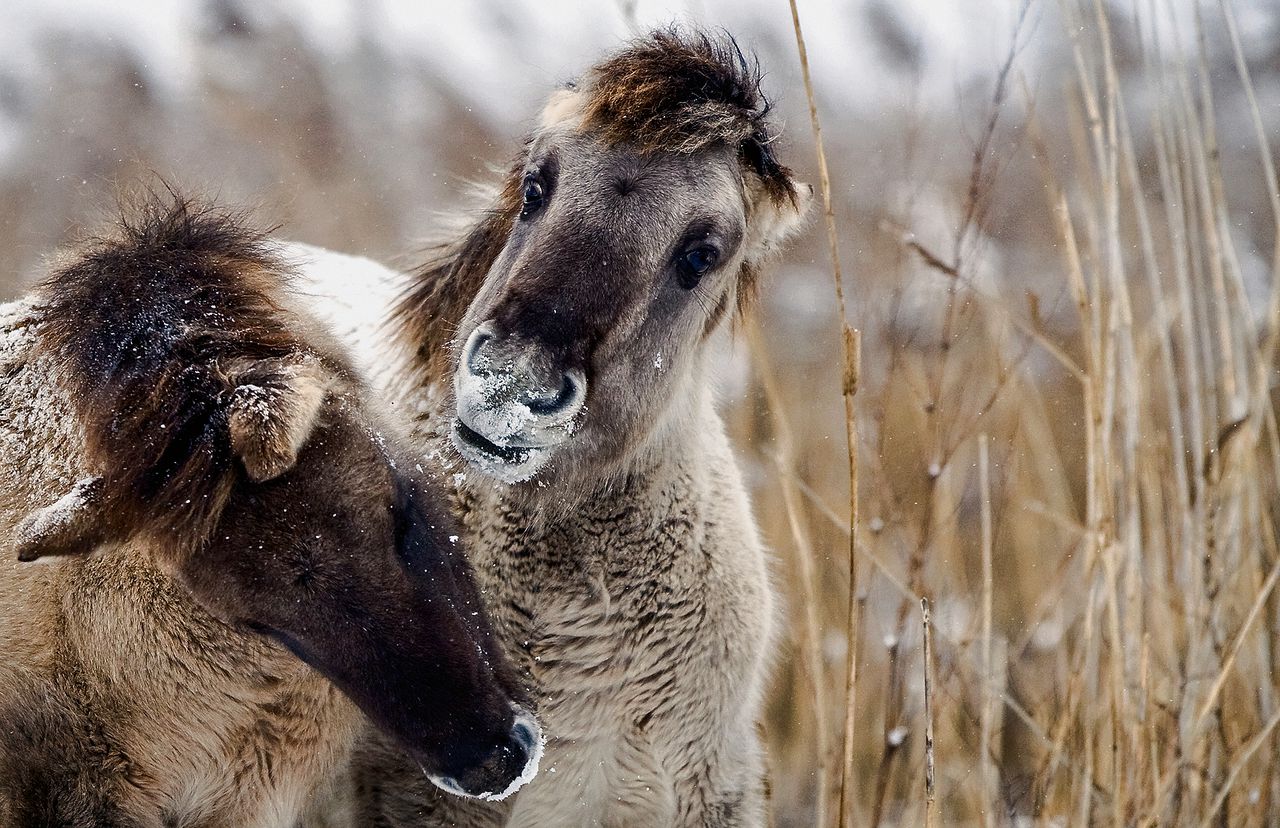 Wat te doen met de grote grazers? 