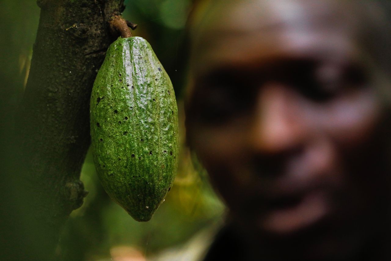 Ghana ís cacao, zegt de cacaoboer – maar voor hoelang nog? 