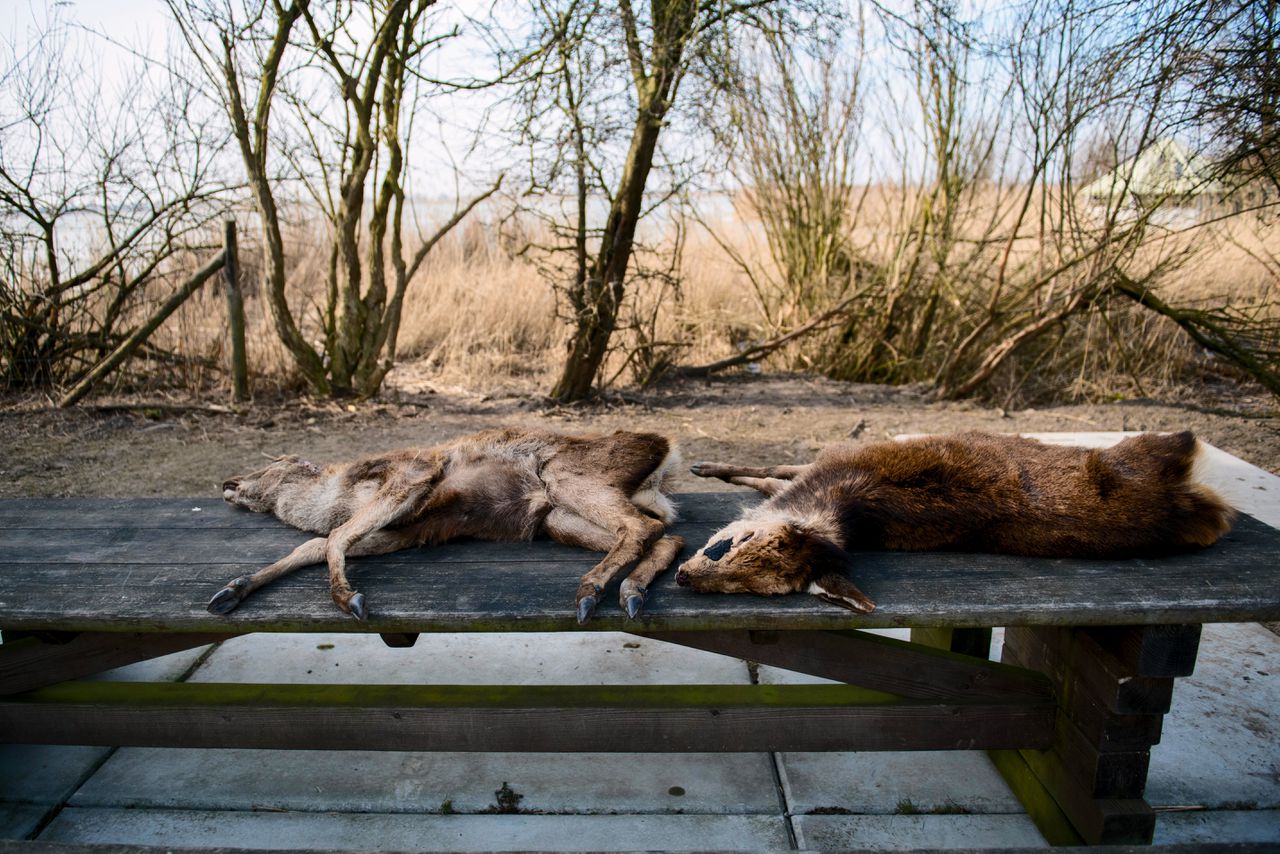 Demonstranten tegen dierenleed legden afgelopen zondag kadavers van herten voor een gebouw van Staatsbosbeheer.