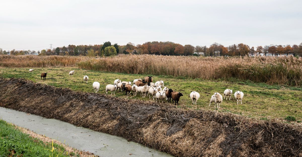 Diplomatie met wolven is een aardig idee, maar de schapen moeten ook aan bod komen