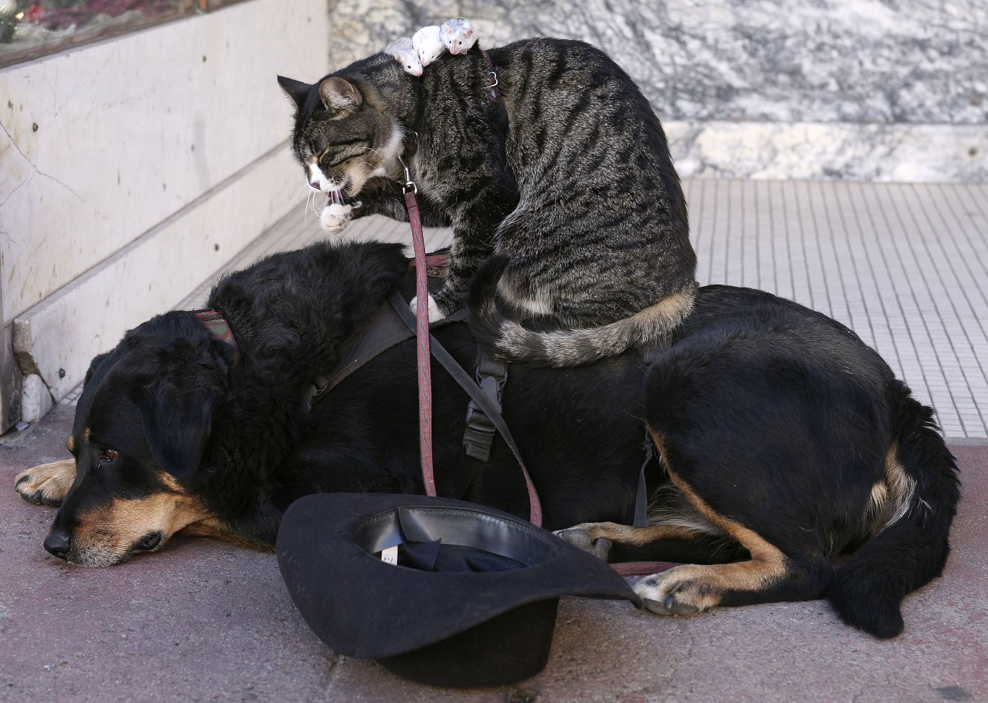 Cat in a dogs world. Кошки и собаки. Смешные коты и собаки. Картинки кошек и собак прикольные. Коты и собаки приколы.