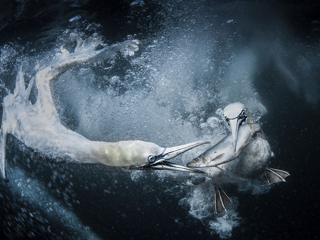 De winnende foto van de World Nature Photographer Awards toont twee jan van genten die naar vis duiken, gefotografeerd bij de Shetlandeilanden.
