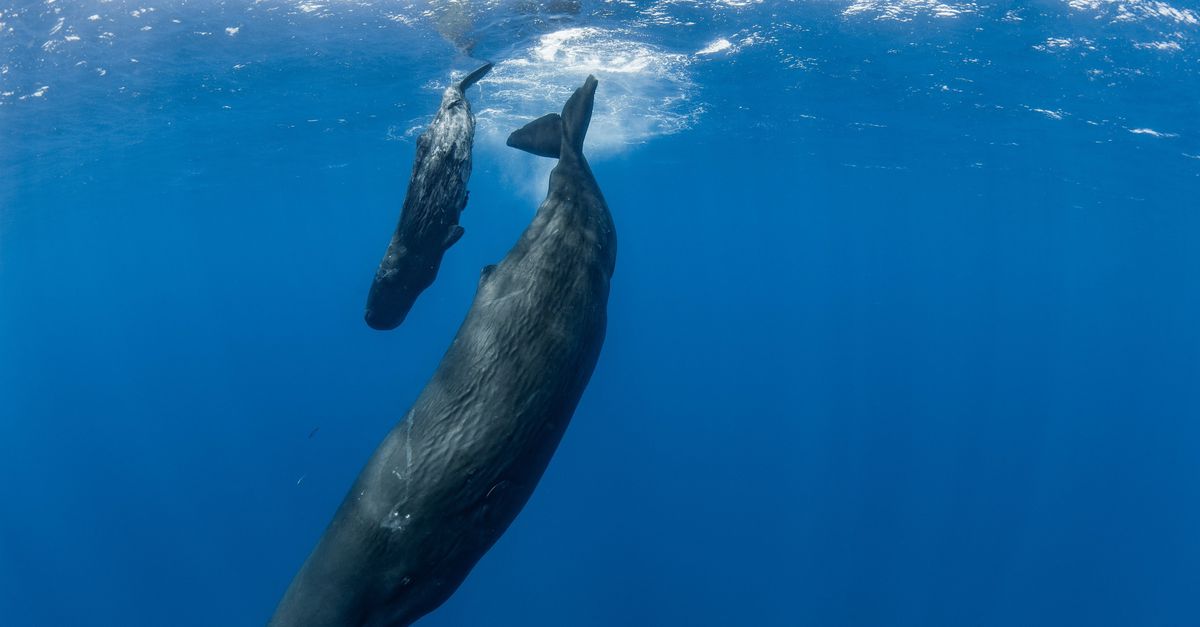 The simple clicking communication of sperm whales is full of subtle variations and embellishments