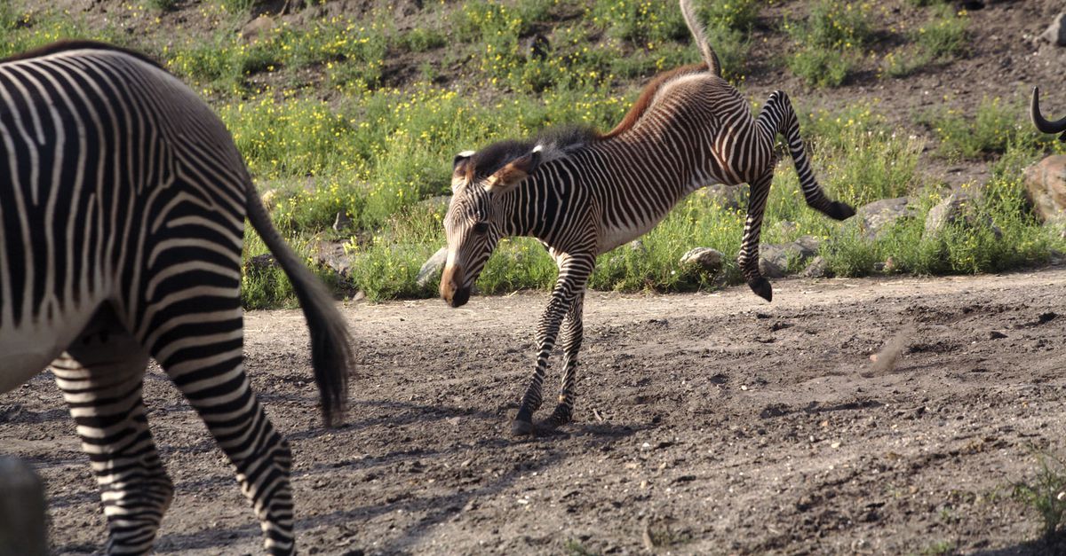 Slapende Dieren En Salsadansen In Artis Nrc