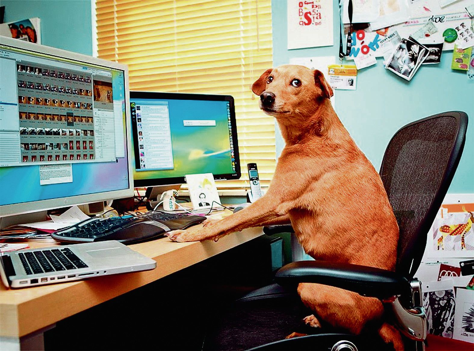 Read the internet. Собака программист. Пес за компьютером. В интернете никто не знает что ты собака. Собака сидит за компьютером.
