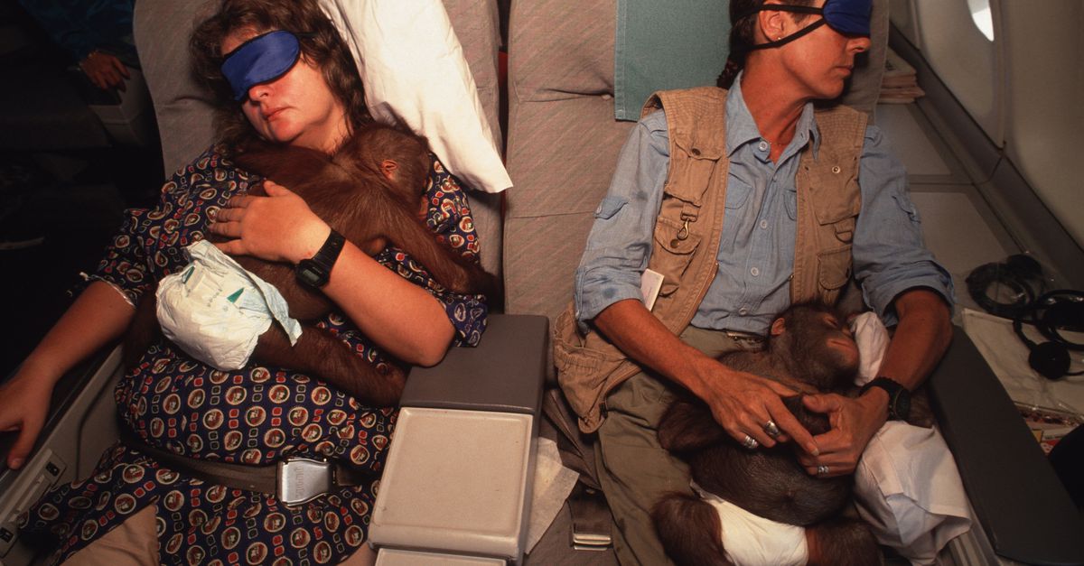 Zij zag de menselijke kant van de mensenschuwe orang-oetan