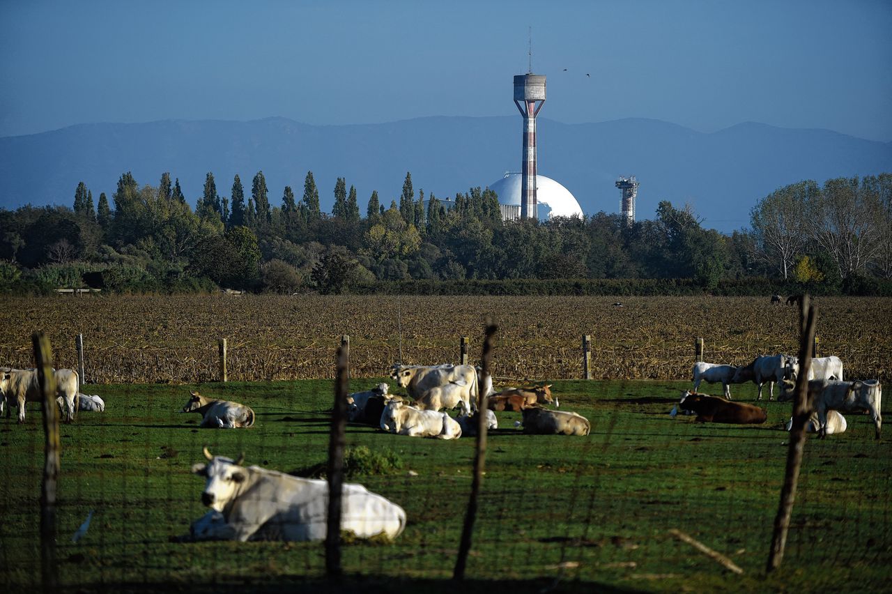 Koeien op het gras bij de ontmantelde kerncentrale van Garigliano, ten noordwesten van Napels.