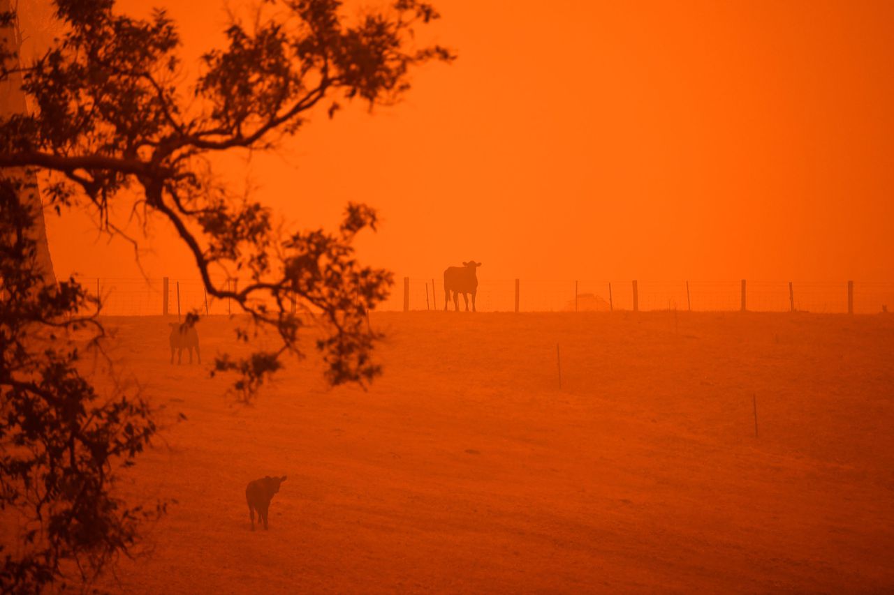 Op veel plekken in Australië kleurt de lucht oranje door de hevige bosbranden.