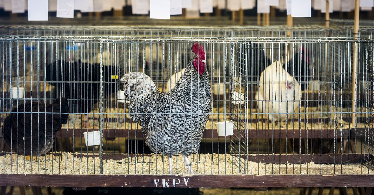 Bijna alle maatregelen tegen vogelgriep opgeheven, alleen nog ophokplicht - NRC