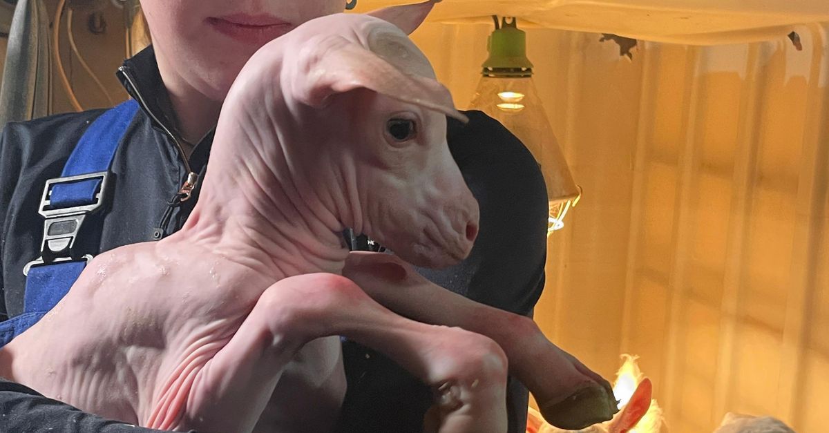 Nooit eerder werd er in Nederland een naakt geitje geboren, tot Jan