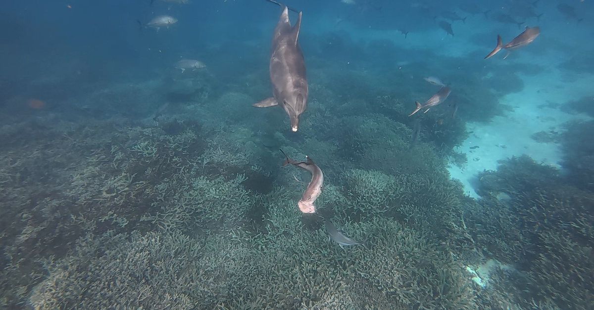 This dolphin has a very clever way of getting his dinner