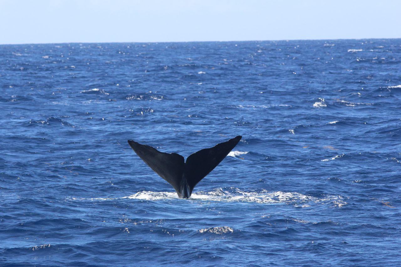 Walvissen vinden op volle zee gaat beter met slimme drones dan met het blote oog