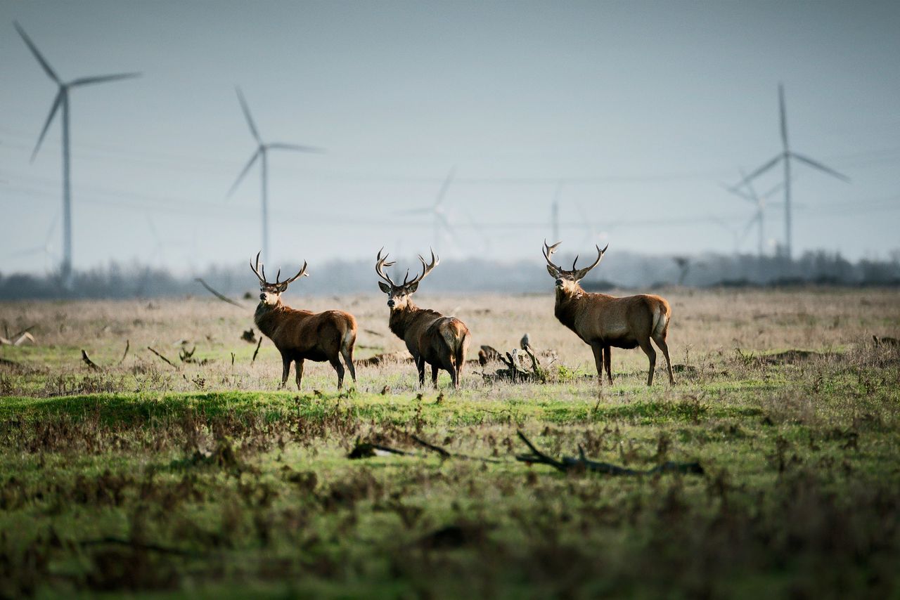 Natuurbeleid, opgebouwd in decennia, wordt  gesloopt 