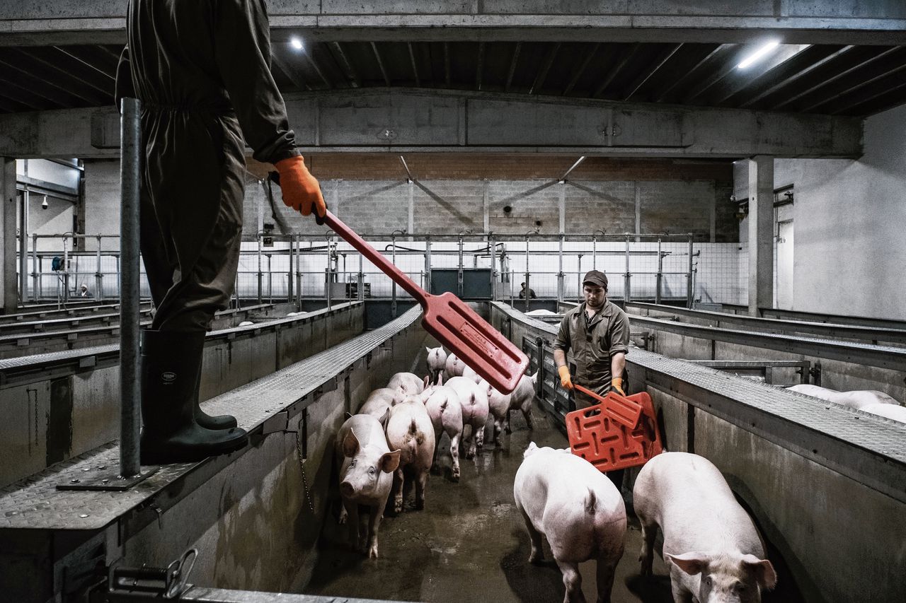 Varkensslachtlijn bij Debra in Tielt, de Belgische slachterij die eerder dit jaar in opspraak raakte na video-opnamen van mishandelde varkens. „Ik heb nooit geweten van de misstanden die hier plaatsvonden.”