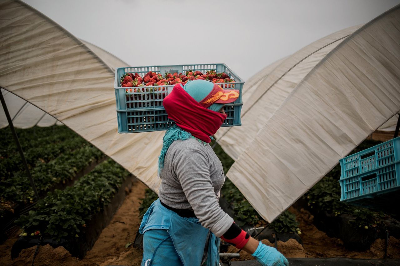 Marokkaanse fruitplukster op de aardbeienvelden van Lepe. Elfduizend andere gecontracteerde pluksters kunnen door de coronacrisis Spanje niet in.