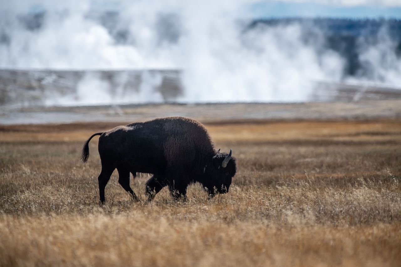 Bison Are Back, But Small Herds Limit Genetic Diversity