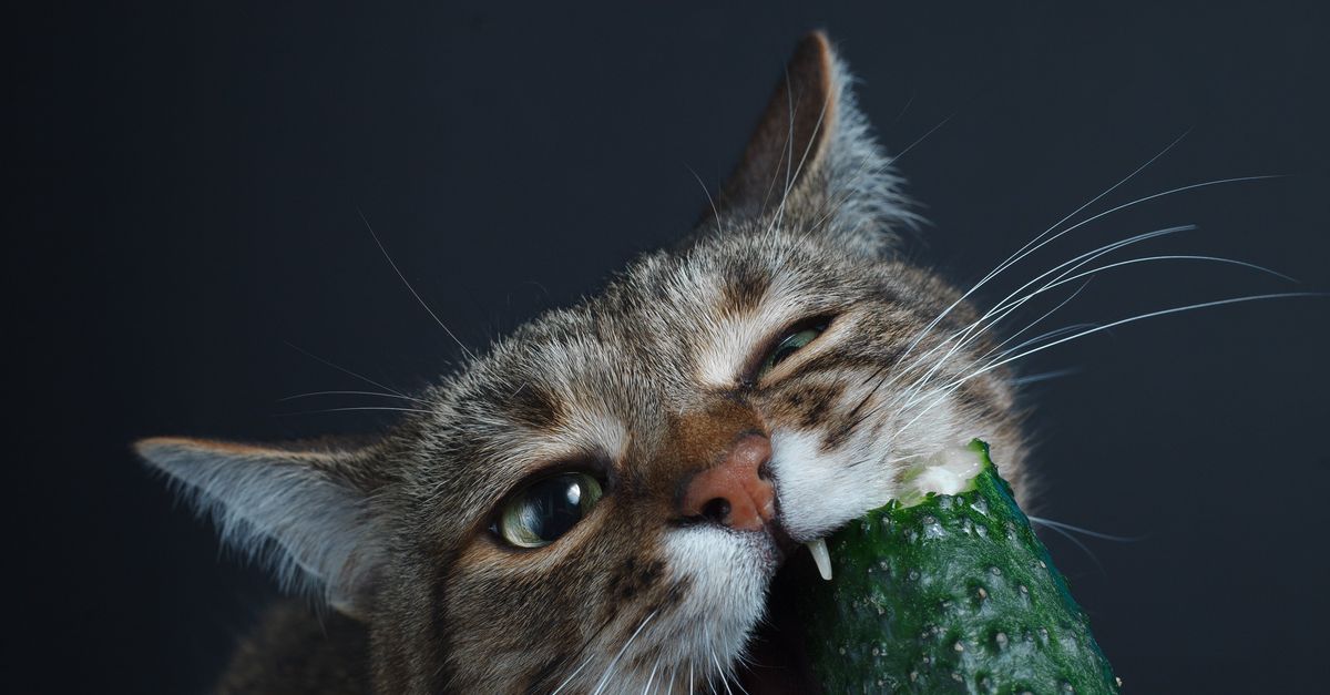 Is vegan food really healthier for your cat than eating meat? Pledge