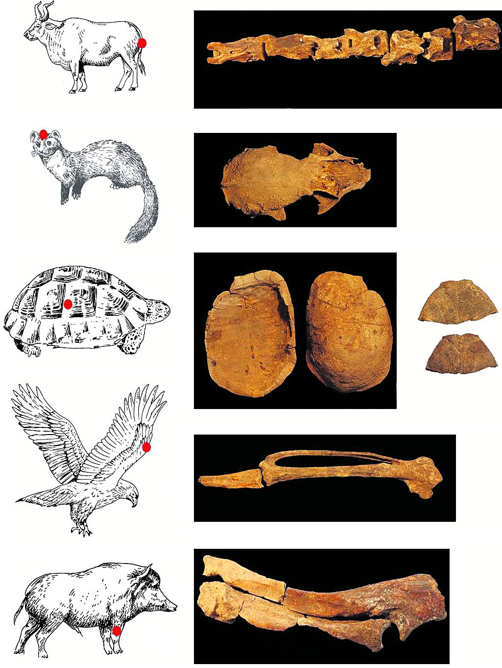 Dierlijke resten in het sjamaangraf: staart-beentjes van een oeros, steenmarterschedel, delen van schildpad-schilden marterschedels, vingerbotje van een adelaar, voorpoot van een everzwijn. Illustraties PNAS