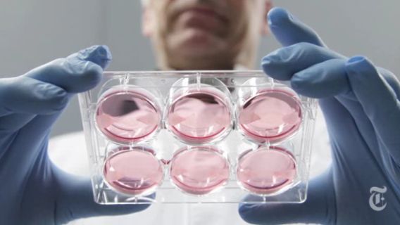 Wetenschapper Mark Post met schaaltjes stamcellen in zijn handen, waarin hij zijn hamburger groeit.
