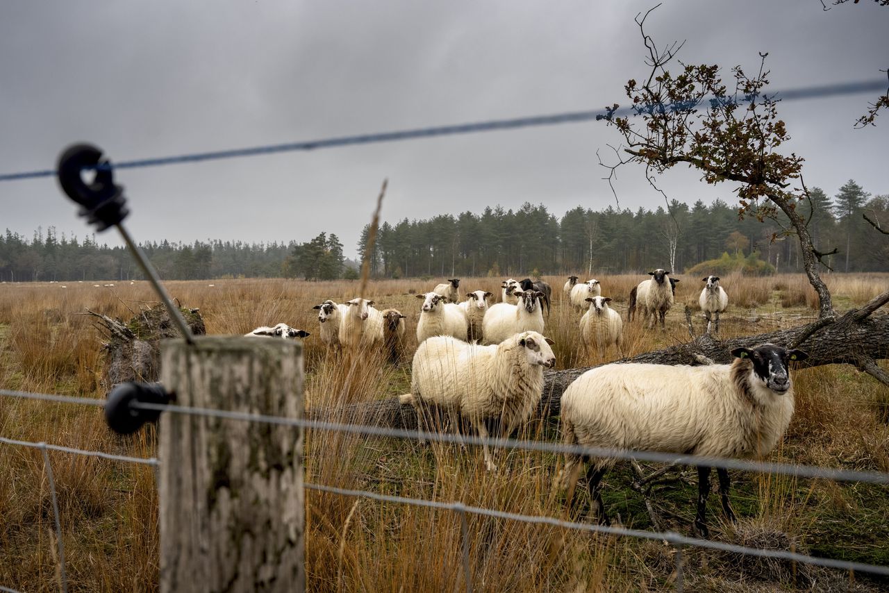 Minder wolvenmeldingen sinds begin dit jaar 