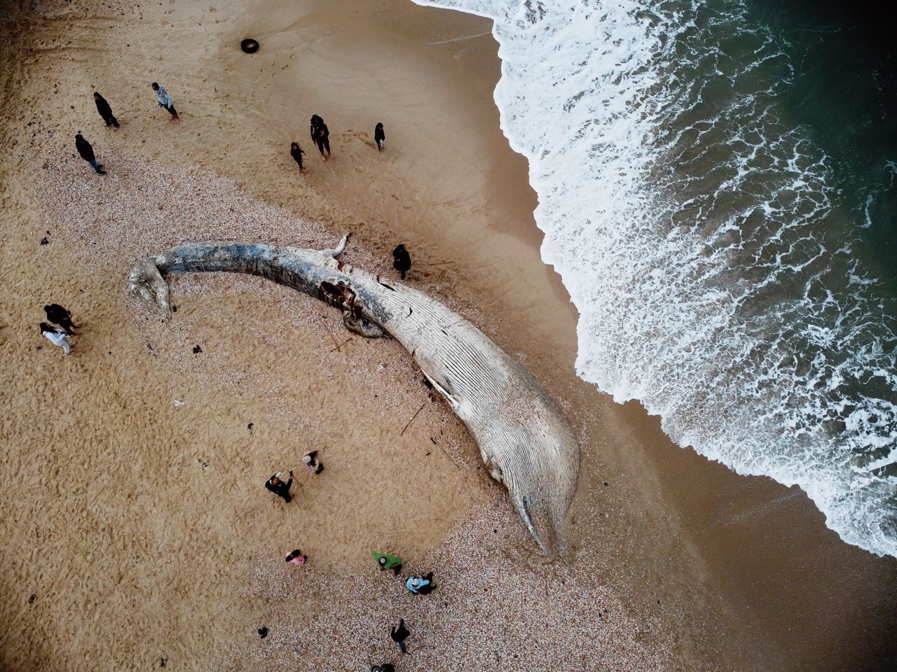 Een zeventien meter lange walvis voor de kust van de Israëlische stad Ashkelon. Het dier overleed vermoedelijk door een olielek op zee.