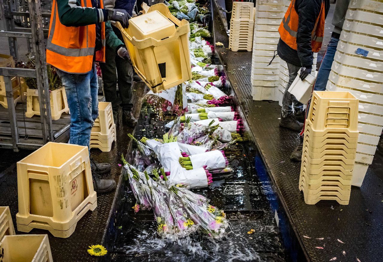 Op veiling Royal FloraHolland werden vorige week al massaal bloemen doorgedraaid wegens gebrek aan vraag.