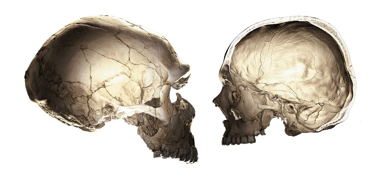De schedel van een neanderthaler (links) is veel langwerpiger dan die van Homo sapiens (rechts), die veel bolvormiger is.