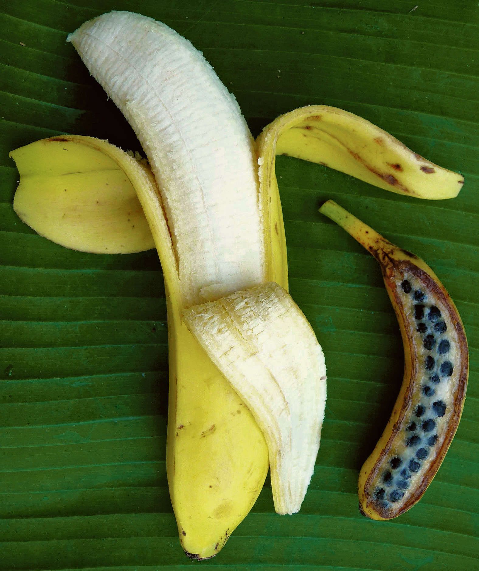 Вырастить банан из покупного банана. Банан Пигмей. Настоящий банан. Семена банана. Настоящие бананы.