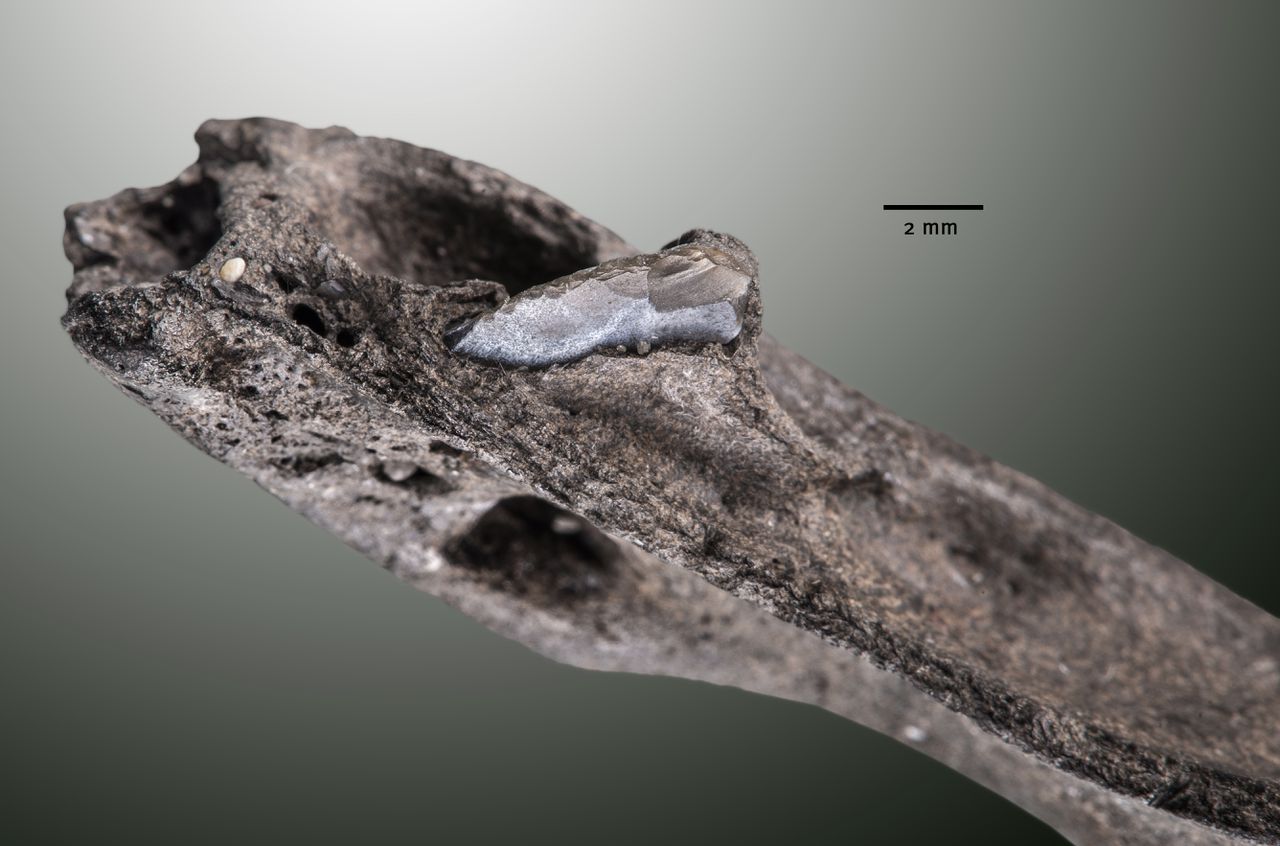 Er werd flink gejaagd op de bodem van de Noordzee. Deze prehistorische edelhertkaak met nog de duidelijke resten van een pijl erin werd onlangs gevonden op het strand van Hoek van Holland.