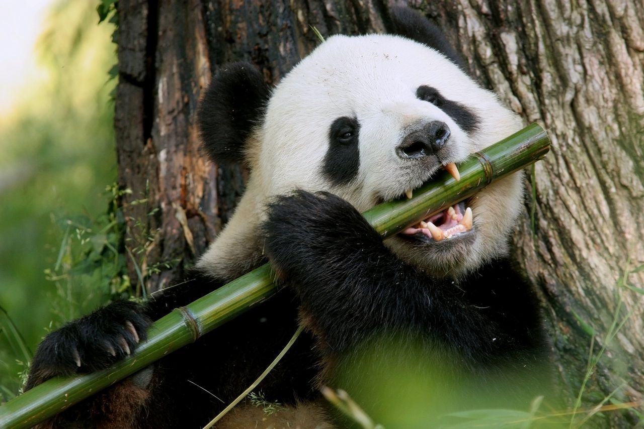 De reuzenpanda verteert bamboe als een hypercarnivoor 