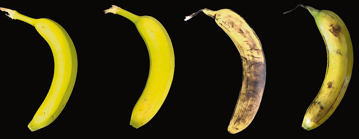 Bananen vooraf (linker twee) en na negen dagen op een fruitschaal (rechter twee). De gecoate banaan is minder bruin.