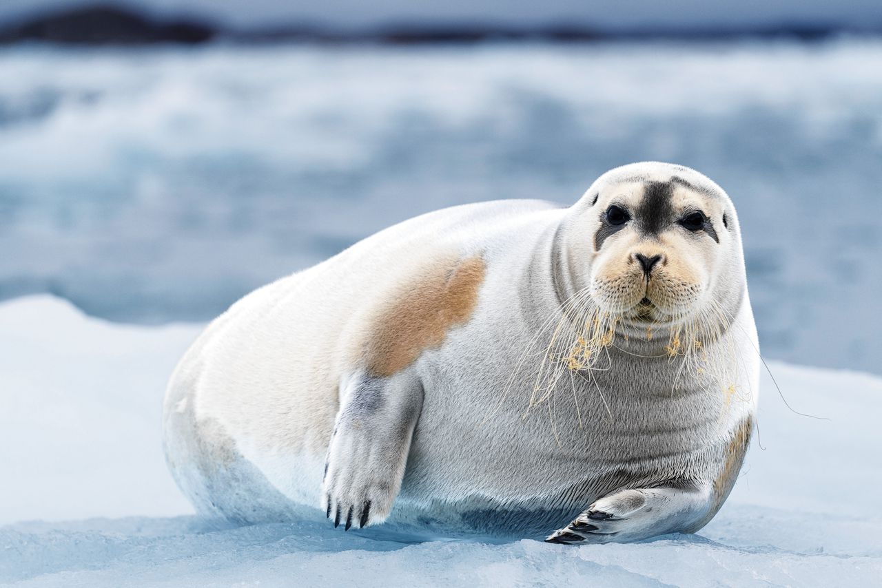 Deze arctische zeehond heeft een warmtewisselaar in zijn neus 