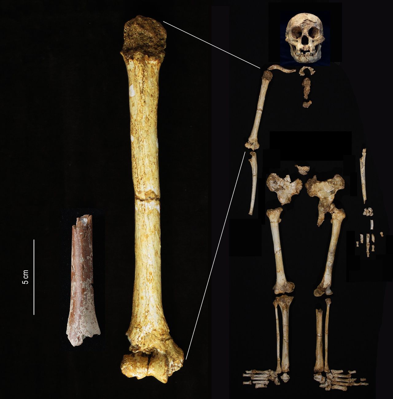 Nieuwe resten gevonden van de beroemde dwergmens-met-grote-voeten, Homo floresiensis 