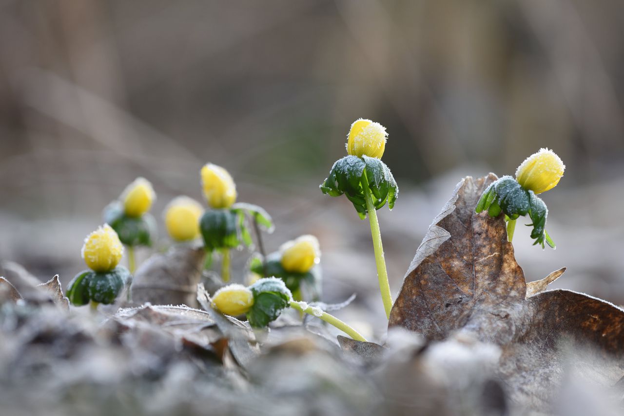 Is de winter een doods seizoen? Er is volop leven in de natuur!