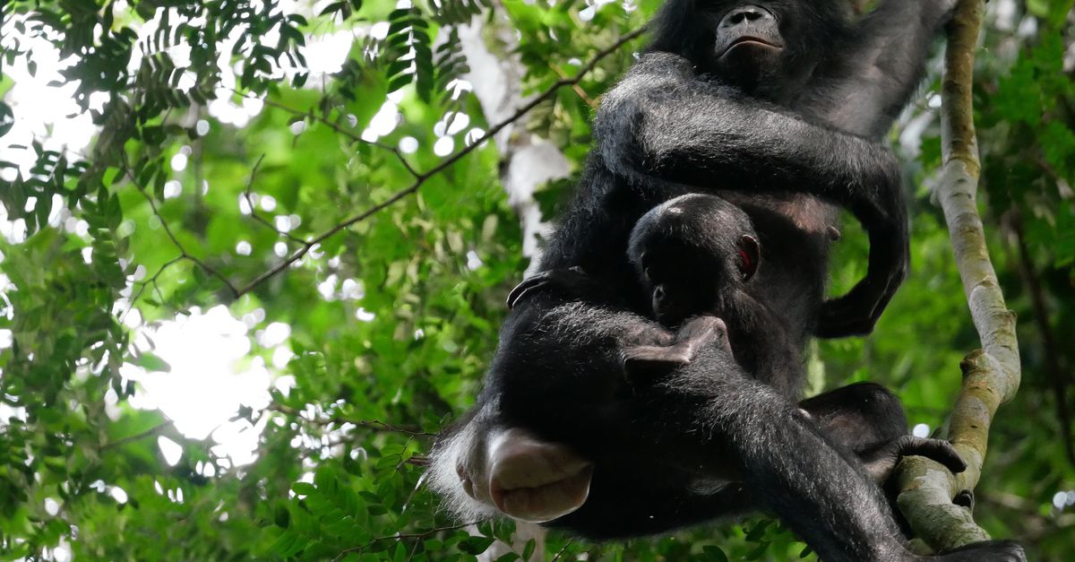 Male bonobos are much more aggressive with each other than male