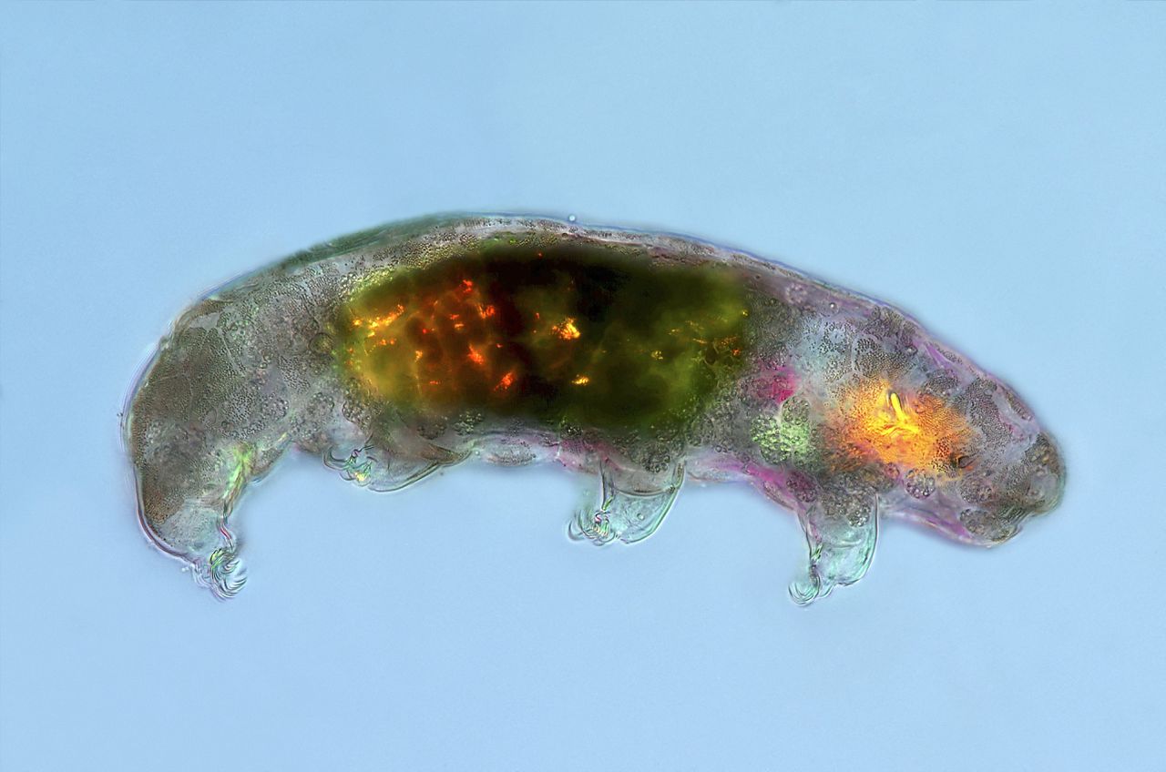 microscopisch-klein-beerdiertje-weerstaat-straling-dankzij-een-gen-dat